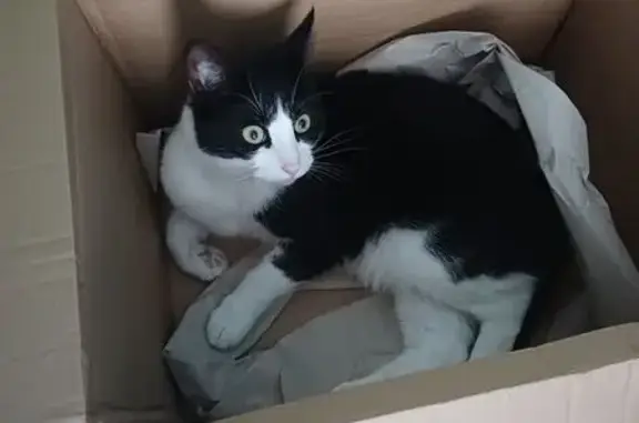 Lost cat, Langworthy Road, 259, Salford - very timid, wearing a grey collar - photo