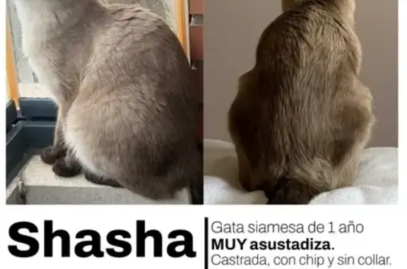 Perdido gato hembra, Calle Picasso, 9, Pozuelo de Alarcón - photo