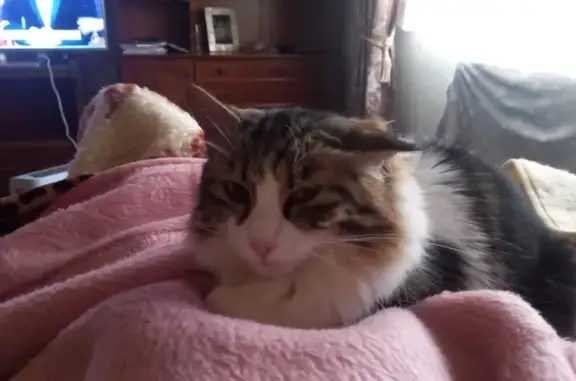 Perdido gato hembra, Calle de los Perales, Alalpardo, Vigo - pelo largo y oreja izquierda un poco encogida - photo