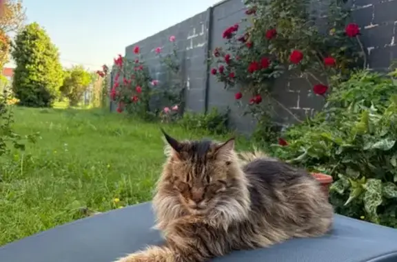 Chat perdu mâle, Rue au Vent, Frelinghien, Houplines — avec collier et sociable - photo