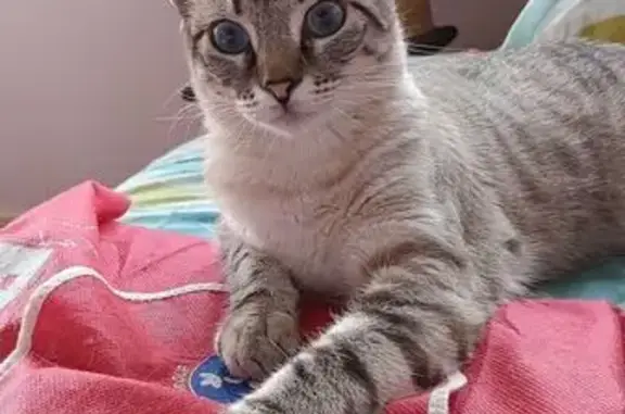 Perdido gato hembra, Calle Ingeniero Emiliano Saizar, Santomera, Alicante - ojos azules y microchip - photo