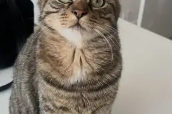 Chat perdu mâle, Avenue des Becquerel, 58, Pornichet - tigré marron gris, pucé - photo