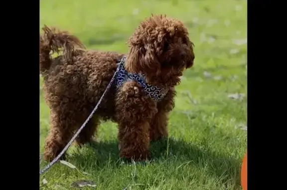 Lost pets Melbourne, photo: Lost dog, Stagecoach Boulevard, City of Whittlesea, Melbourne - female, full brown colour, very energetic
