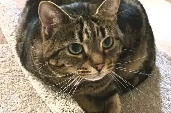 Lost cat, Tawleed Grove, Casey City, Devon Meadows - female tabby, wearing a black and pink collar - photo