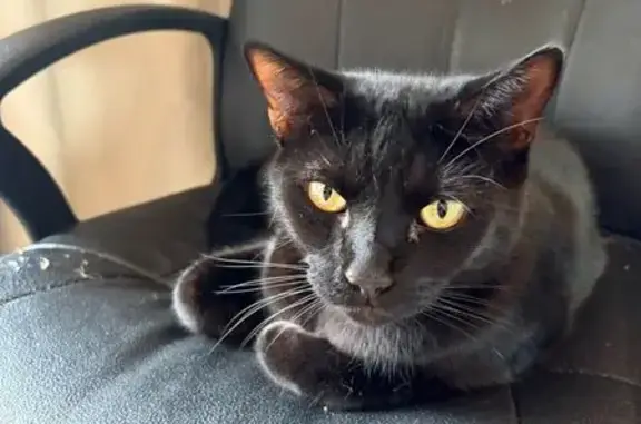 Missing cat Alice Springs, photo: Lost cat male, Stephens Road, Mpwetyerre, Alice Springs - pure black, chipped and neutered