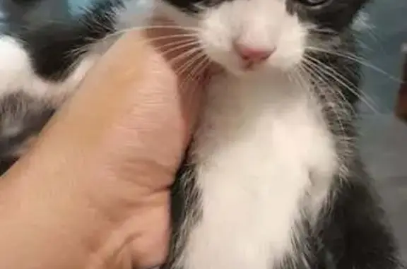 Lost cat, Parker Avenue, Springdale - black and white with little black dots - photo