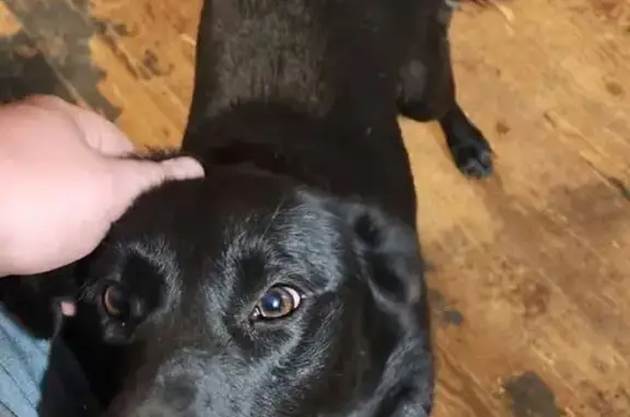 Lost dog, Omaha - female, small black short-haired lab - photo