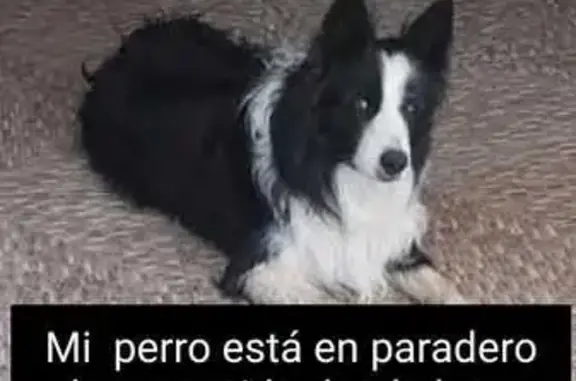 Perdido perro en La Nava de Santiago, Extremadura, Barcelona - pelaje negro con franja blanca en la cara - photo