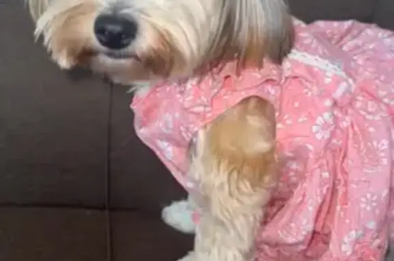 Lost dog, female, Rotunda Drive, 18301, Dearborn - beige coat - photo