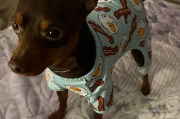 Lost dog, French Creek, West Virginia, Adrian - brownish/tan miniature pinscher with a bump on his head - photo