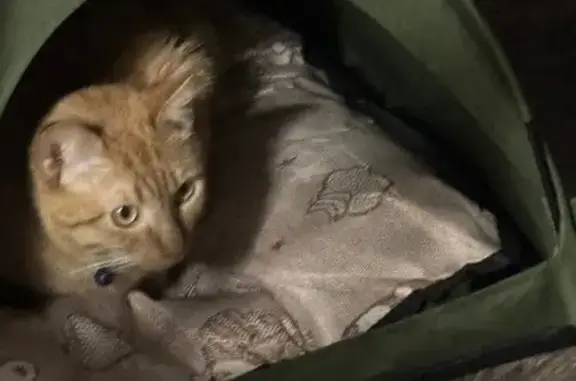 Missing cat Lubbock, photo: Lost cat, Salem and 50th, Lubbock - male, orange with blue breakaway collar
