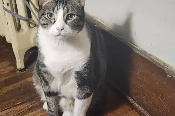 Missing cat Akeley, photo: Lost cat, Minnesota 64, 25014, Akeley - male tabby, fixed, with shots