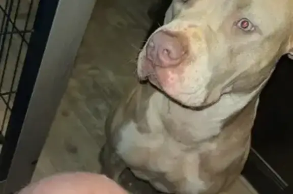 Lost dog, Foster Chapel Road, 686, Searcy - female, light tan with white chest - photo