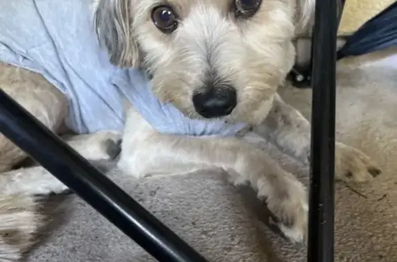 Found cat Los Angeles, photo: Found cat, North Bonnie Beach Place, 938, Los Angeles - friendly, white-gray coat