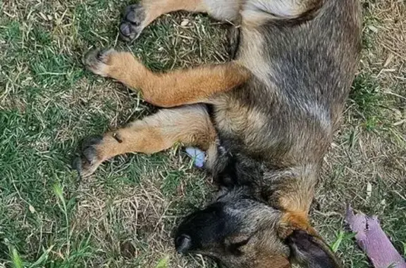 Lost dog, Maguglin Way, 21480, Perris - female Belgian Malinois puppy - photo