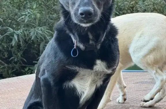 Lost dog, female, Yarra Ranges, Healesville - black Kelpie x with white star on chest - photo