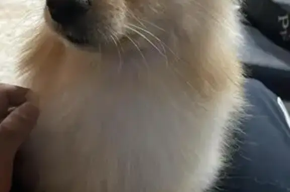Perdido perro macho, Avenida 16 de Septiembre, 77, Tultepec, Tultepec - color crema con blanco y muy peludo - photo