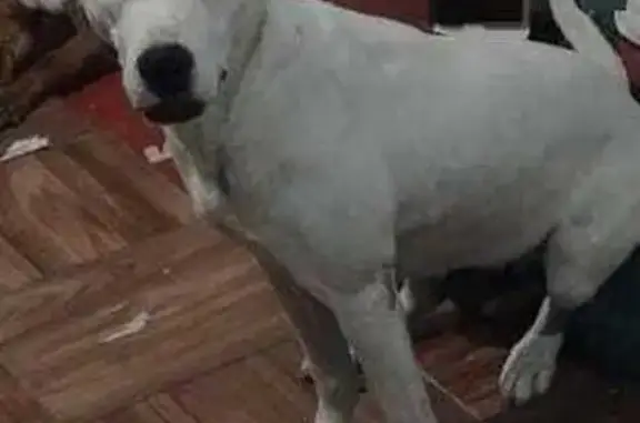 Búsqueda de mascotas, foto: Perdido perro hembra, Poniente 4, Ciudad Nezahualcóyotl, Mexico City - se asusta fácilmente