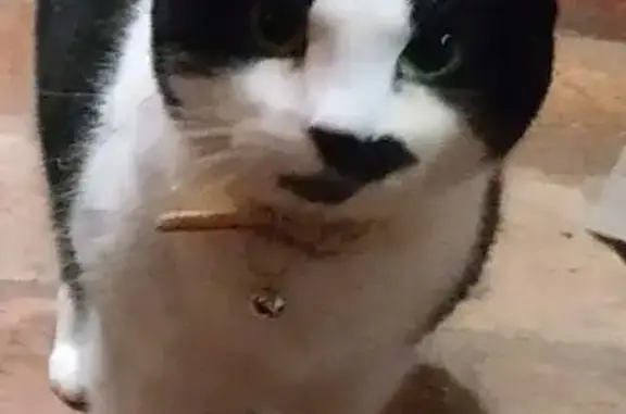 Chat perdu femelle, Rue du Perré, 13, La Membrolle-sur-Choisille - très craintive - photo
