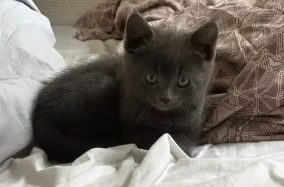 Todd est un chaton gris de deux mois (il a un peu grandi depuis les photos)