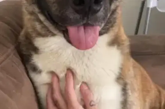 Lost dog, River Heads Road, 704, River Heads - male, brindle, blue collar - photo