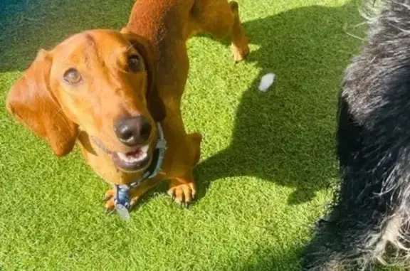 Golden sausage dog wearing a red harness. Collided with a cyclist and went running from Doug Grant Reserve in Altona west along Queen street. Last seen by a bus driver running past the Shell service station crn Queen and Victoria st Altona just before 3pm