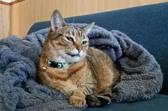 Lost cat, Courtland Street, 11, Brisbane, Salisbury — female tabby with green eyes - photo