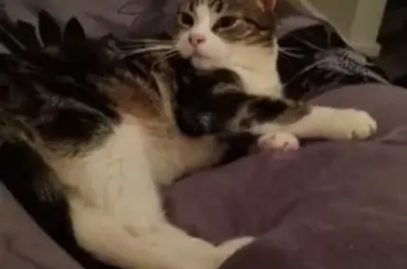 Lost cat, Pedley way, Wyndham City, Hobsons Bay - female, medium hair, dark grey and white - photo