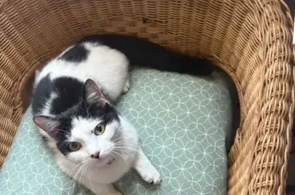 Found cat London, photo: Found cat, Southey Road, London — female, black tail