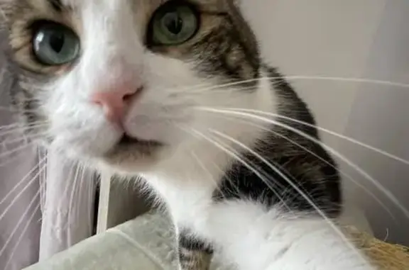 Animaux perdus et trouvés Livry-Gargan, photo: Chat perdu, femelle, Boulevard Gutenberg, 31, Livry-Gargan, Saint-Maur-des-Fossés - tigrée grise, pucée