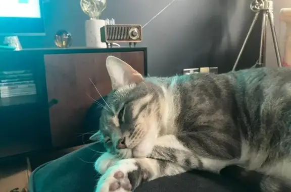 Missing cat Farnley, photo: Lost cat, Blue Hill Lane, Wibsey — male, grey Bengal with leopard spots and dark stripes