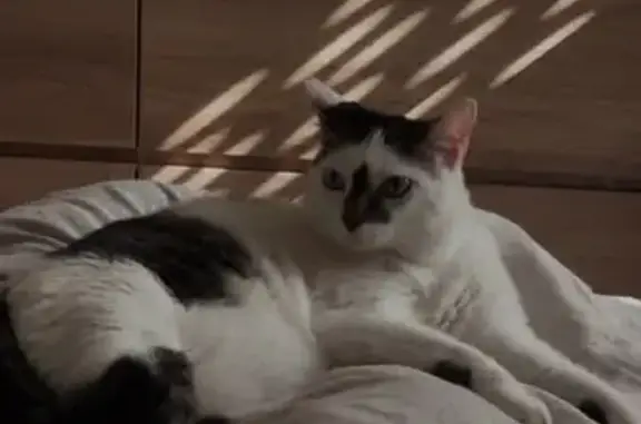 Chat perdu, femelle, Avenue Charles Fandre, Reims — stérilisée et pucée - photo