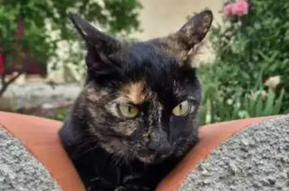 Perdu chat femelle, Rue Antoine Oller, 12, Perpignan - chatte écaille de tortue - photo