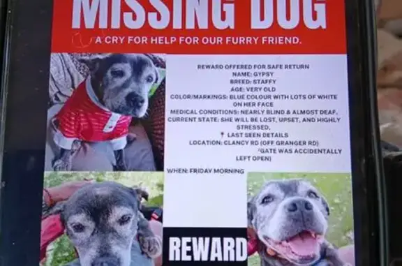 Missing dog Female, Park Ridge (al496705) - photo
