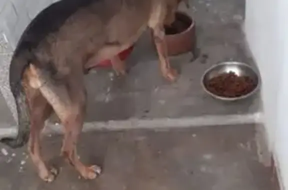 Perdido cachorro fêmea, Rua Sacramento Blake, Rio de Janeiro - tigrada com mancha grande nas costas - photo