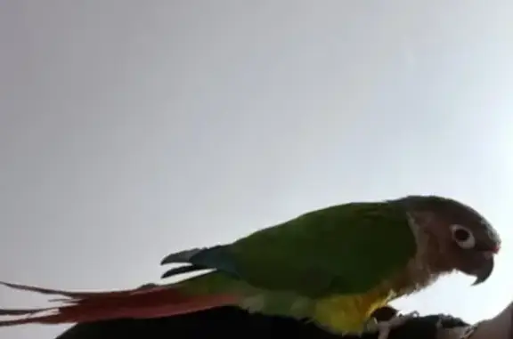 Lost bird, Ridgewood Drive, Sy...
