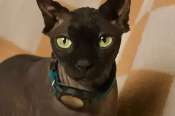 Lost cat, South 3975 West, 5572, Roy, West Haven - male, hairless black Sphynx with green eyes - photo
