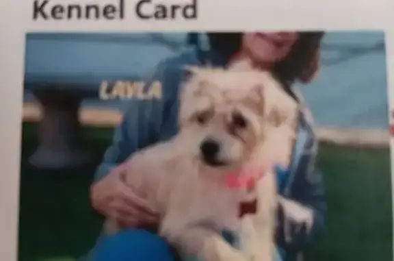 Lost dog, West Horsetail Trail, 1755, Phoenix - female, blonde terrier mix - photo