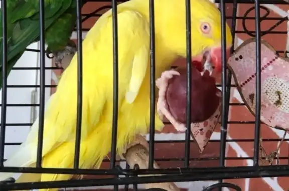 Lost pets Caulfield South, photo: Lost bird, Golden Quadrant, 6, Caulfield South