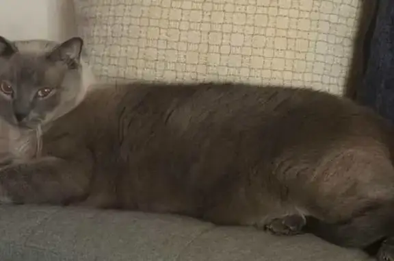 Lost cat, Arbor Oaks Court, 4293, Orlando - male, light grey Siamese with blue eyes - photo
