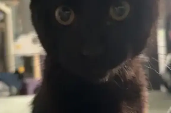 Lost cat, South Julian Street, 5183, Littleton — male, all black kitten - photo