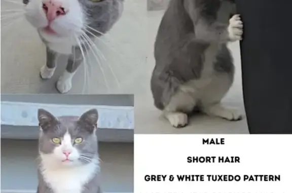 Missing cat Rigby, photo: Lost cat, East Main Street, 129, Rigby - male, grey and white, no microchip