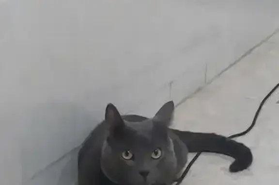 Perdido gato macho, Calle Federico García Lorca, 7, Jerez de la Frontera - con chip y color gris - photo
