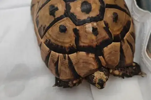 Animaux perdus et trouvés Bruz, photo: Trouvée oiseau, Résidence Grand Logis, 4, Bruz