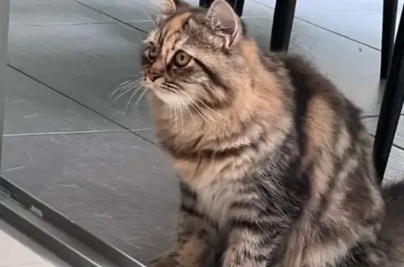 Found cat, Yishun Avenue 11, 7...