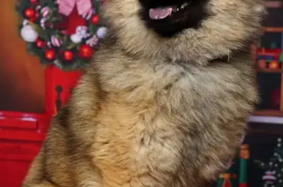 Chien perdu, femelle, Paris - pucé, collier sable - photo