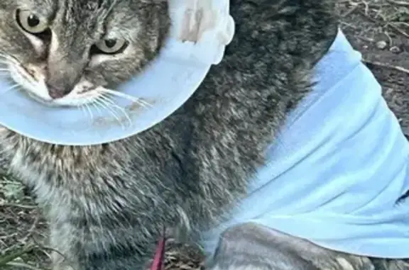 Chat perdu, Rue 28 Régiment d'Infanterie, 2, Évreux — femelle, gris tigré avec collier rose - photo