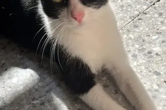 Perdido gato hembra, Calle de Múnich-72, Torrent - blanca y negra, con la cabecita un poco ladeada - photo