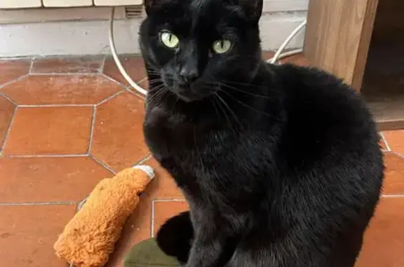 Perdido gato hembra, Calle de Álvarez Gato, 9, Madrid - pequeña, con collar verde y ojos verdes - photo