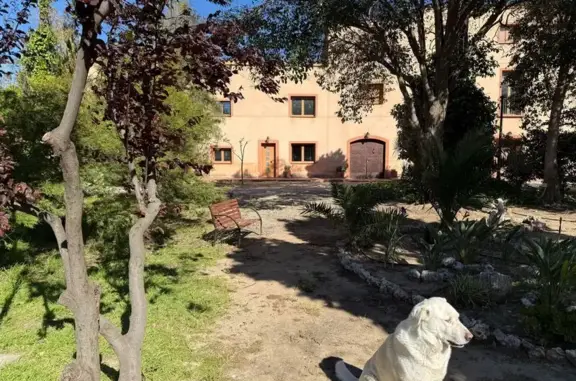 Perro perdido macho, Carrer Ferran, 5, Riudoms, Reus - grande y muy asustadizo - photo